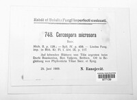 Paracercosporidium microsorum image